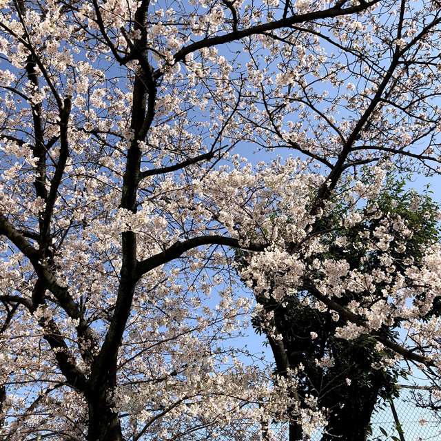 荒川区の桜