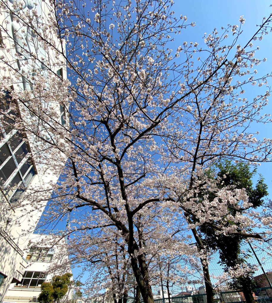 町屋の小学校。桜の花